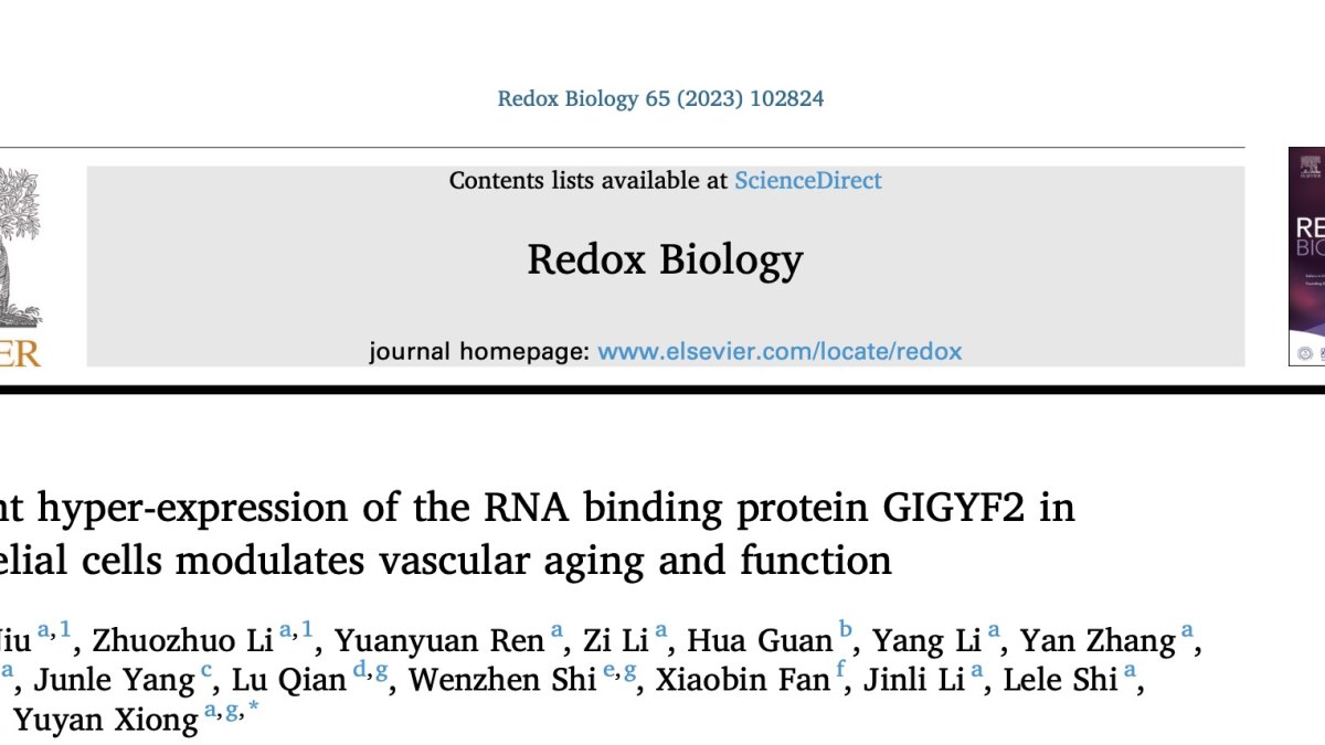 西北大学熊裕焱/于怡课题组揭示内皮细胞中RNA结合蛋白GIGYF2在调控血管老化和功能中的作用及其调控机制